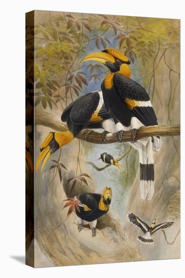 The Rhinoceros Hornbill, Buceros Rhinoceros, Zoological Sketches, 1856-Joseph Wolf-Stretched Canvas