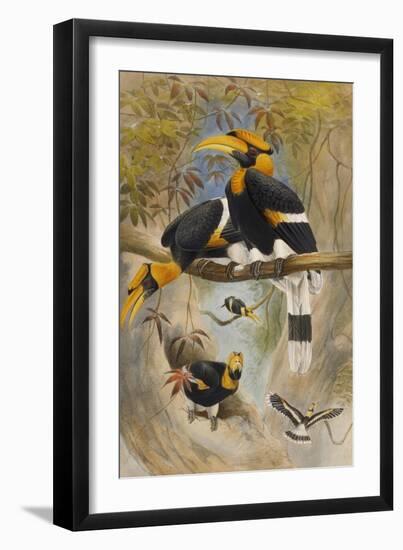 The Rhinoceros Hornbill, Buceros Rhinoceros, Zoological Sketches, 1856-Joseph Wolf-Framed Giclee Print