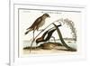 The Rice-Bird, 1749-73-Mark Catesby-Framed Giclee Print