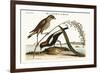 The Rice-Bird, 1749-73-Mark Catesby-Framed Giclee Print