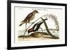 The Rice-Bird, 1749-73-Mark Catesby-Framed Giclee Print