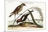 The Rice-Bird, 1749-73-Mark Catesby-Mounted Giclee Print