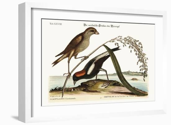 The Rice-Bird, 1749-73-Mark Catesby-Framed Giclee Print