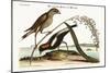 The Rice-Bird, 1749-73-Mark Catesby-Mounted Giclee Print
