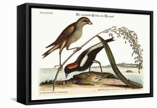 The Rice-Bird, 1749-73-Mark Catesby-Framed Stretched Canvas
