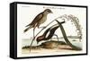 The Rice-Bird, 1749-73-Mark Catesby-Framed Stretched Canvas