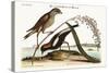 The Rice-Bird, 1749-73-Mark Catesby-Stretched Canvas