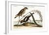 The Rice-Bird, 1749-73-Mark Catesby-Framed Giclee Print