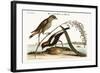 The Rice-Bird, 1749-73-Mark Catesby-Framed Giclee Print