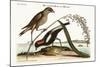 The Rice-Bird, 1749-73-Mark Catesby-Mounted Giclee Print