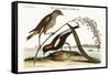 The Rice-Bird, 1749-73-Mark Catesby-Framed Stretched Canvas