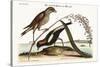 The Rice-Bird, 1749-73-Mark Catesby-Stretched Canvas