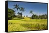 The Rice Terraces Jati Luwih-Christoph Mohr-Framed Stretched Canvas