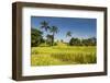 The Rice Terraces Jati Luwih-Christoph Mohr-Framed Photographic Print