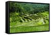 The Rice Terraces of Banaue, Northern Luzon, Philippines, Southeast Asia, Asia-Michael Runkel-Framed Stretched Canvas
