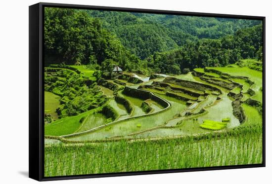 The Rice Terraces of Banaue, Northern Luzon, Philippines, Southeast Asia, Asia-Michael Runkel-Framed Stretched Canvas