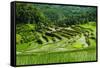 The Rice Terraces of Banaue, Northern Luzon, Philippines, Southeast Asia, Asia-Michael Runkel-Framed Stretched Canvas