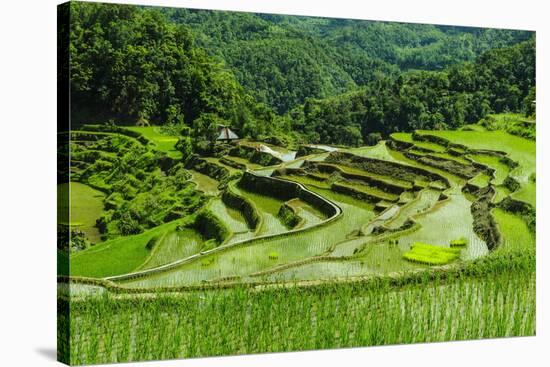 The Rice Terraces of Banaue, Northern Luzon, Philippines, Southeast Asia, Asia-Michael Runkel-Stretched Canvas