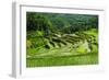 The Rice Terraces of Banaue, Northern Luzon, Philippines, Southeast Asia, Asia-Michael Runkel-Framed Photographic Print