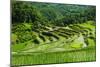 The Rice Terraces of Banaue, Northern Luzon, Philippines, Southeast Asia, Asia-Michael Runkel-Mounted Photographic Print