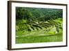 The Rice Terraces of Banaue, Northern Luzon, Philippines, Southeast Asia, Asia-Michael Runkel-Framed Photographic Print