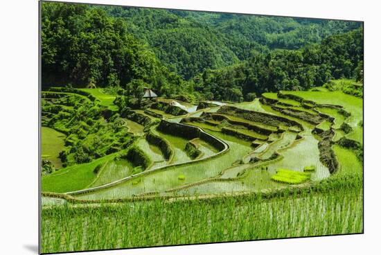 The Rice Terraces of Banaue, Northern Luzon, Philippines, Southeast Asia, Asia-Michael Runkel-Mounted Photographic Print