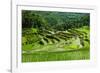 The Rice Terraces of Banaue, Northern Luzon, Philippines, Southeast Asia, Asia-Michael Runkel-Framed Photographic Print