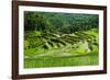 The Rice Terraces of Banaue, Northern Luzon, Philippines, Southeast Asia, Asia-Michael Runkel-Framed Photographic Print