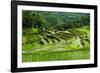 The Rice Terraces of Banaue, Northern Luzon, Philippines, Southeast Asia, Asia-Michael Runkel-Framed Photographic Print