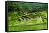 The Rice Terraces of Banaue, Northern Luzon, Philippines, Southeast Asia, Asia-Michael Runkel-Framed Stretched Canvas