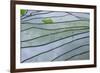 The Rice Terraces of Banaue, Northern Luzon, Philippines, Southeast Asia, Asia-Michael Runkel-Framed Photographic Print