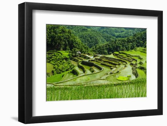 The Rice Terraces of Banaue, Northern Luzon, Philippines, Southeast Asia, Asia-Michael Runkel-Framed Photographic Print