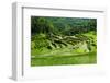 The Rice Terraces of Banaue, Northern Luzon, Philippines, Southeast Asia, Asia-Michael Runkel-Framed Photographic Print