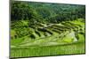 The Rice Terraces of Banaue, Northern Luzon, Philippines, Southeast Asia, Asia-Michael Runkel-Mounted Photographic Print