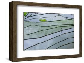 The Rice Terraces of Banaue, Northern Luzon, Philippines, Southeast Asia, Asia-Michael Runkel-Framed Photographic Print