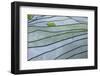 The Rice Terraces of Banaue, Northern Luzon, Philippines, Southeast Asia, Asia-Michael Runkel-Framed Photographic Print