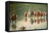 The Rice Weeders (For Eighty Cents)-Angelo Morbelli-Framed Stretched Canvas