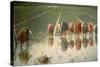 The Rice Weeders (For Eighty Cents)-Angelo Morbelli-Stretched Canvas