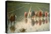 The Rice Weeders (For Eighty Cents)-Angelo Morbelli-Stretched Canvas