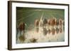 The Rice Weeders (For Eighty Cents)-Angelo Morbelli-Framed Giclee Print