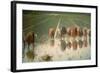 The Rice Weeders (For Eighty Cents)-Angelo Morbelli-Framed Giclee Print