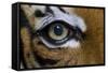 The Right Eye of a Malaysian Tiger-null-Framed Stretched Canvas