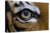 The Right Eye of a Malaysian Tiger-null-Stretched Canvas