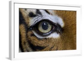 The Right Eye of a Malaysian Tiger-null-Framed Photo