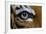 The Right Eye of a Malaysian Tiger-null-Framed Photo