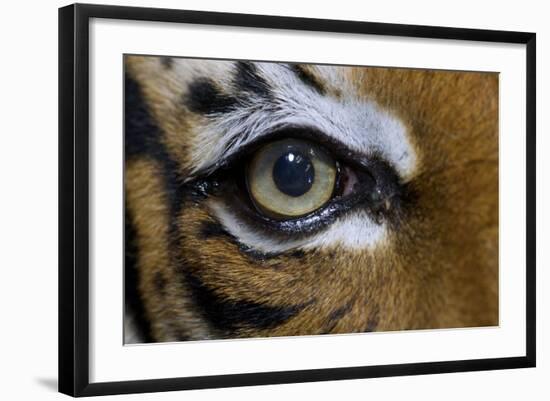 The Right Eye of a Malaysian Tiger-null-Framed Photo