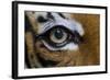 The Right Eye of a Malaysian Tiger-null-Framed Photo