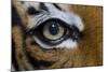The Right Eye of a Malaysian Tiger-null-Mounted Photo