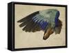 The Right Wing of a Blue Roller, 1524-Albrecht Dürer-Framed Stretched Canvas