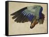 The Right Wing of a Blue Roller, 1524-Albrecht Dürer-Framed Stretched Canvas